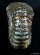 Large / Inch Douvilleiceras Ammonite - Bumpy #2989-3